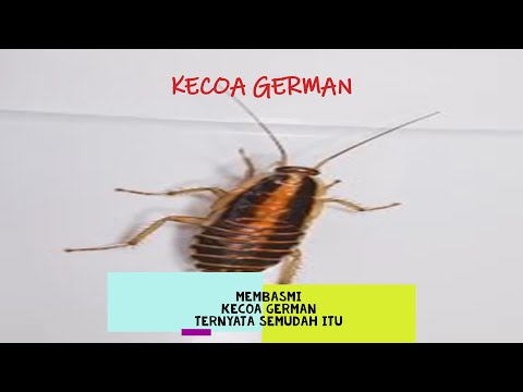 Racun Kecoa  German ( Cara Basmi Kecoa German )