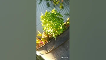 فيروز الصباح يا كرم العلالي أجمل اغاني فيروز الصباح فيروزيات فيروزيات صباح 