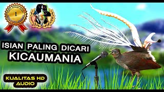 Masteran Murai Batu Gacor Paling Dicari Kicaumania