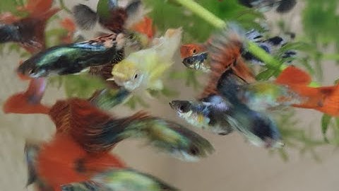 Nguyên Nhân Cá Bảy Màu Chết Vào Những Ngày Nắng Nóng | Tuấn Cá Cảnh