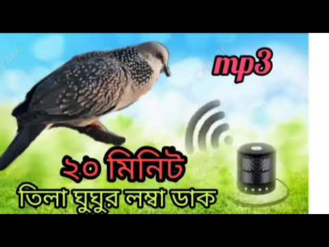 তিলা ঘুঘুর লম্বা ডাক /Dove birds sounds/gugu pakir dak/ঘুঘু পাখির ডাক অডিও/#bmmedia1