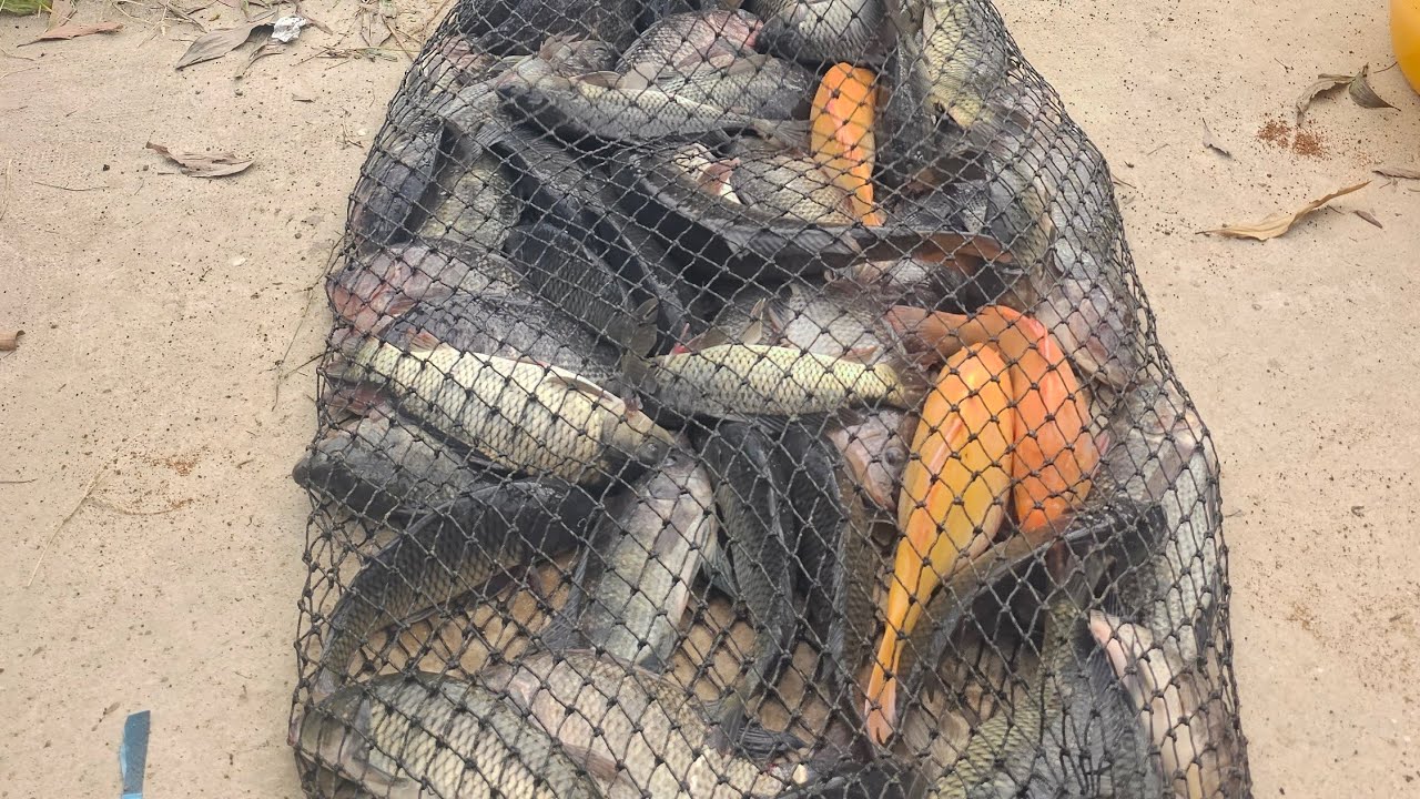 Fishing | Câu Đài | Săn Rô Phi Mâm Tại Nga Kiên, Lâm Đồng | Nghiện Câu TV