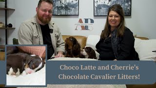 Choco Latte and Cherrie's Chocolate Cavalier Litters! by Adora Perfect Pups 186 views 1 month ago 4 minutes, 46 seconds