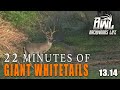 22 MINUTES OF GIANT WHITETAIL BUCKS | MUST WATCH DEER HUNTS | BWL 13.14