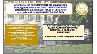 В.И. Говардовский, М.Л. Фирсов ЗАЧЕМ ПАЛОЧКИ СЕТЧАТКИ – ПАЛОЧКИ, А КОЛБОЧКИ – КОЛБОЧКИ?