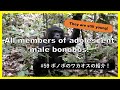 【Eng sub】All members of adolescent male bonobos! They are still young!!!