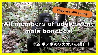 【Eng sub】All members of adolescent male bonobos! They are still young!!!