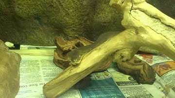 Female macklots python.