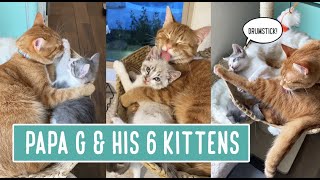 Papa G and His 6 Kittens