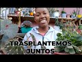 Trasplantemos begonias suculentas y más😊