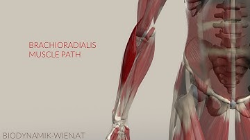 Brachioradialis: Musclepath, Origin, Insertion (3D Animation)
