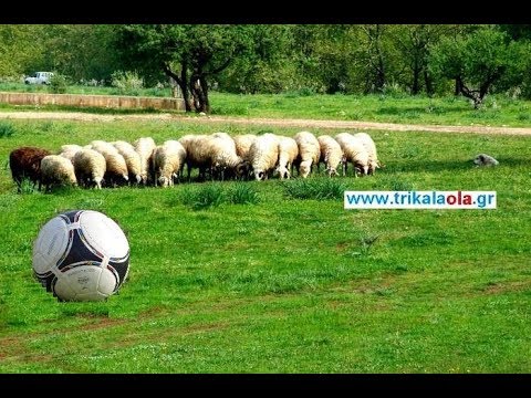 Παίχτες κυνηγούσαν Προβατίνα μπήκε μέσα στο γήπεδο την ώρα του αγώνα Τρίκαλα Κυριακή 8-10-2017