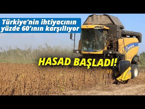 Adana'da Soya Hasadı Başladı...Hasat Havadan Görüntülendi