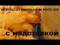 Результат инкубации с надставкой. Бройлер Росс - 308