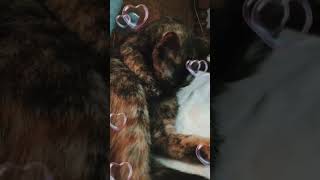 gatitoslindos gatitos gatosengraçados gatito mascotas