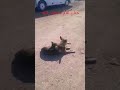 هذا الجرو لا يفارق أمه