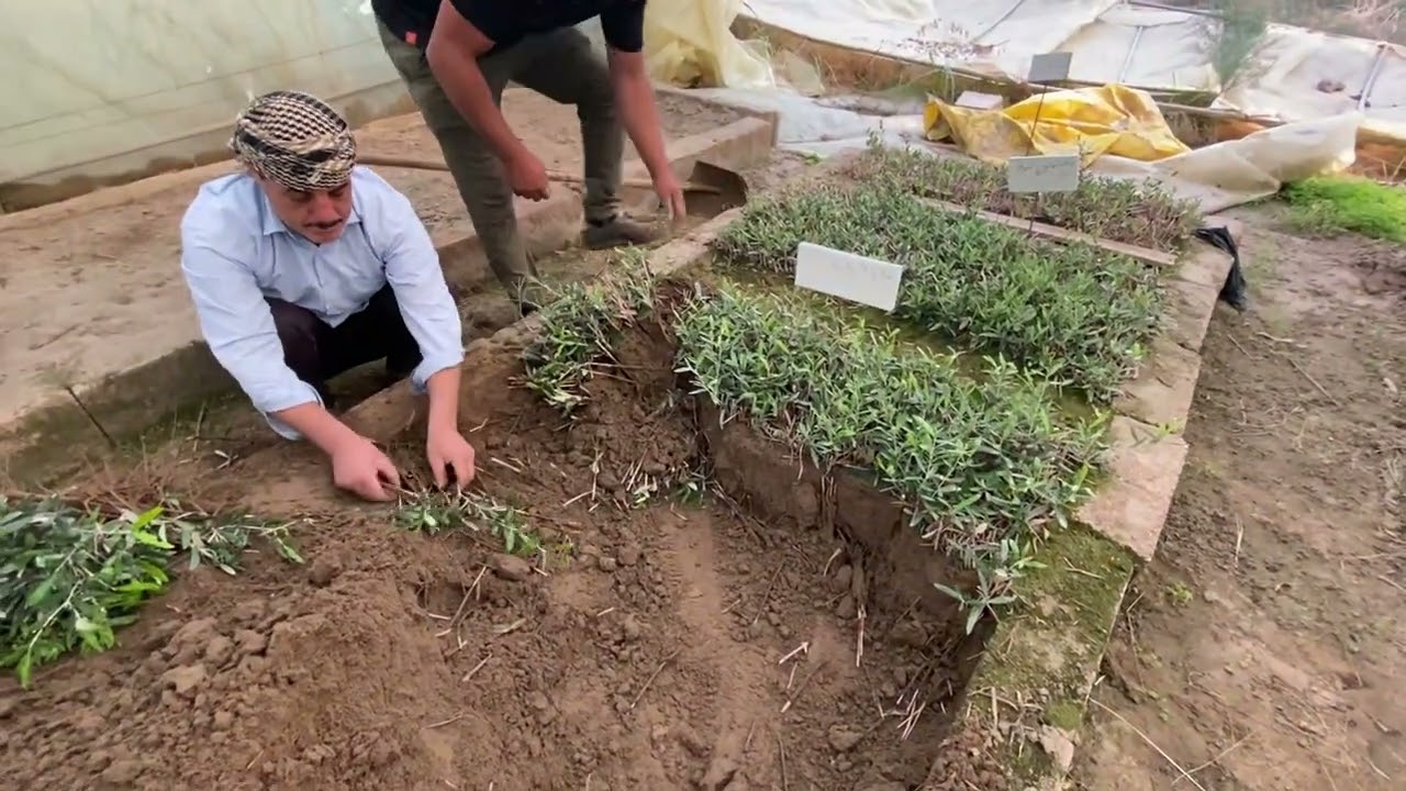 قلع عقل الزيتون المجذرة