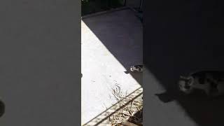 Kedinin Yavrularına Sahip Çıkması