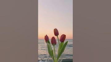 ارح سمعك 🤍سورة البقرة 31:33  #ماهر_المعيقلي #قرآن #سورة_البقرة #اكسبلور #quran