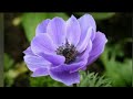 Top 5 most beautiful flowers in the world