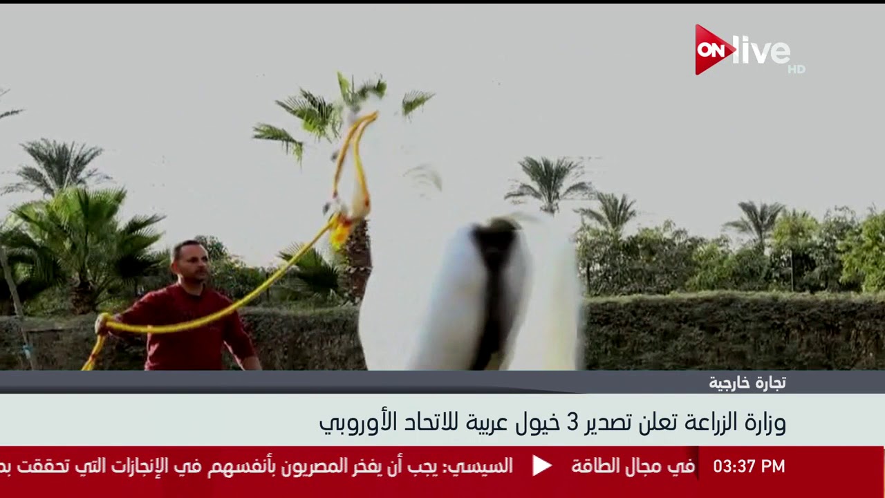 live streaming rmc sport وزارة الزراعة تعلن تصدير 3 خيول عربية للاتحاد الأوروبي