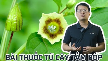 Tìm hiểu dược liệu: Cây tầm bóp và một số bài thuốc chữa bệnh từ cây tầm bóp