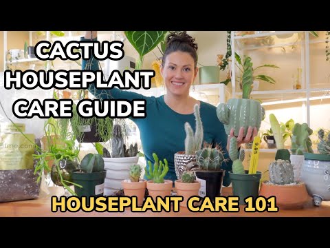 Video: 10 Easy Cacti: Toppkaktus för nybörjare