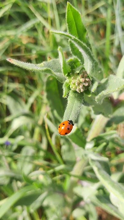 Красный #жук 🐞 с черными точками божья коровка Coccinellidae - полезные ...