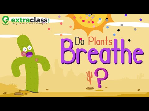 Video: Hoe Planten Ademen