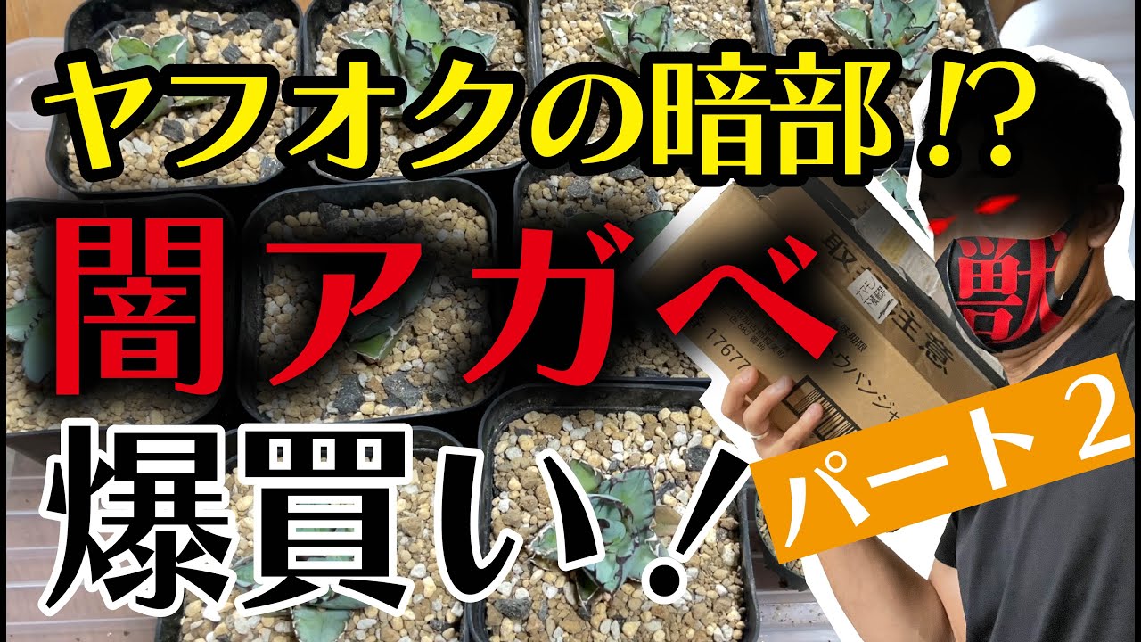 アガベ】怪しさ満点！？ヤフオクアガベを爆買いするぞ！パート2【園芸