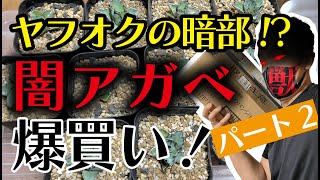 アガベ】怪しさ満点！？ヤフオクアガベを爆買いするぞ！パート2【園芸