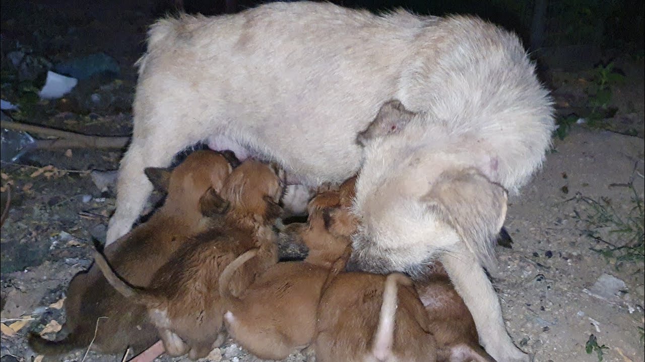 Puppies Drinking Milk After Eating Food YouTube Puppies Drinking Milk After Eating Food YouTube