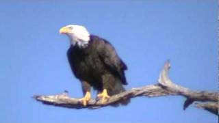 You had to be there see it . i was lucky enough catch a little of the
fight .eagles raid ospreys nest for food .this one mad as hell 3/16/11