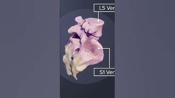 The Importance of the L5-S1 Joint