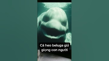 [TIKTOK] Các âm thanh kinh dị được ghi lại dưới đáy biển #shorts