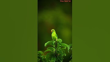 most beautiful bird in earth #youtube #shorts #nature #reels #viral #video #foryou