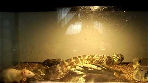 Irian jaya carpet python