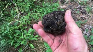 Reality Show-Truffles!Реалити Шоу-Трюфели!Huge Tuber Aestivum-Black Summer Truffles!Огромные Трюфели