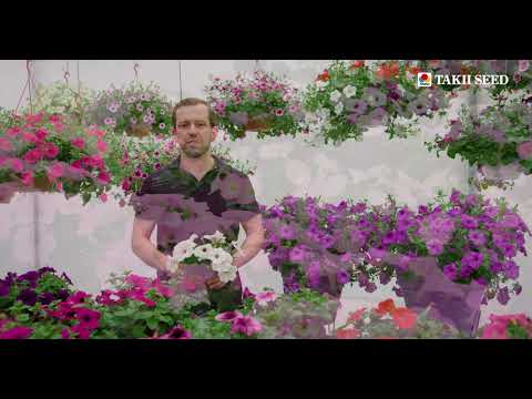 Video: Fortunia (25 լուսանկար). Ինչո՞վ է այն տարբերվում Petunia- ից: Պետունիաների «ocոկոնդա կարմիր», «ocոկոնդա ծովային սիմֆոնիա F1» և բազմազանության այլ տեսակների նկարագրություն