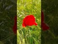 булка с маком и велосипедисты...