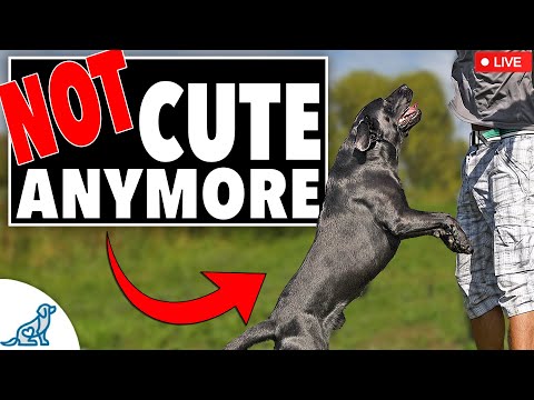 How To STOP Your Dog From Jumping Up!