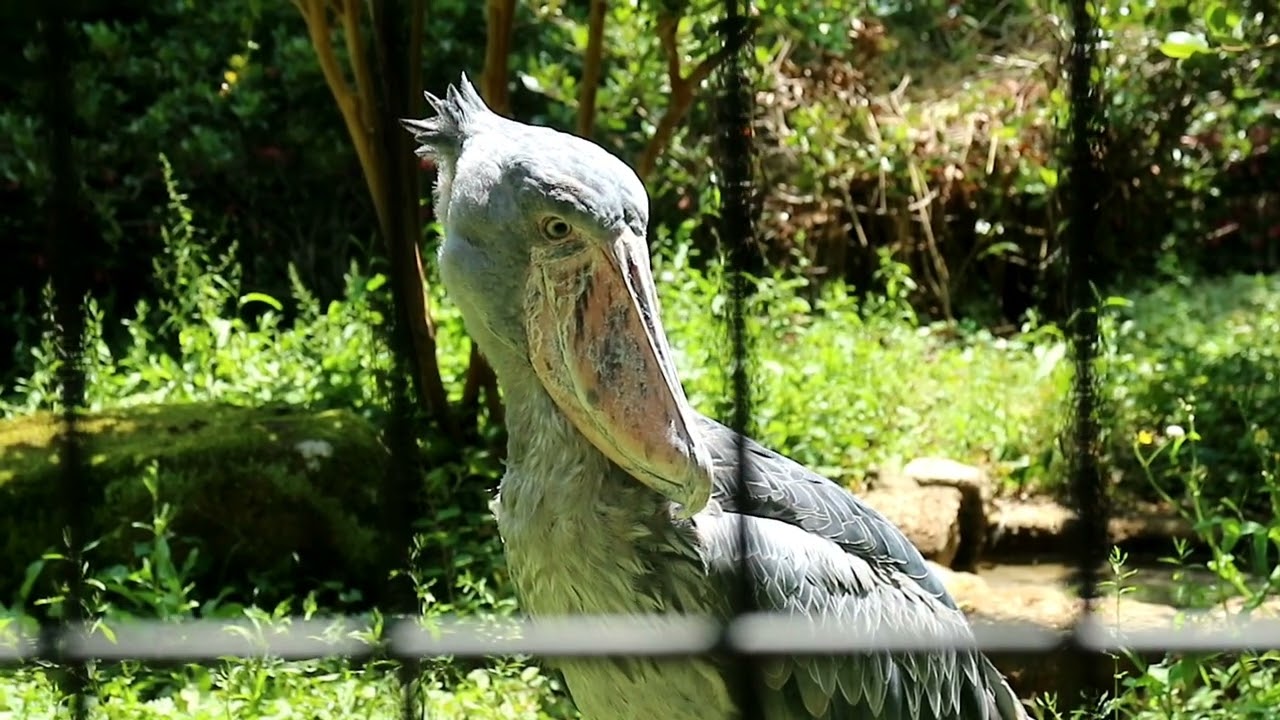 ハシビロコウさん達《219》閉園間近は必ず柵越しに向かい合うふたり