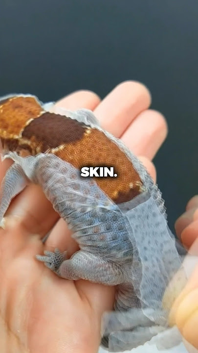 Why You Shouldn’t Peel A Gecko’s Skin! (📷: yingming999)