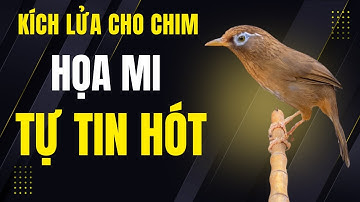 Cách kích lửa cho chim họa mi, hót sung, nhanh căng lửa | Hoạt Hoạ Mi