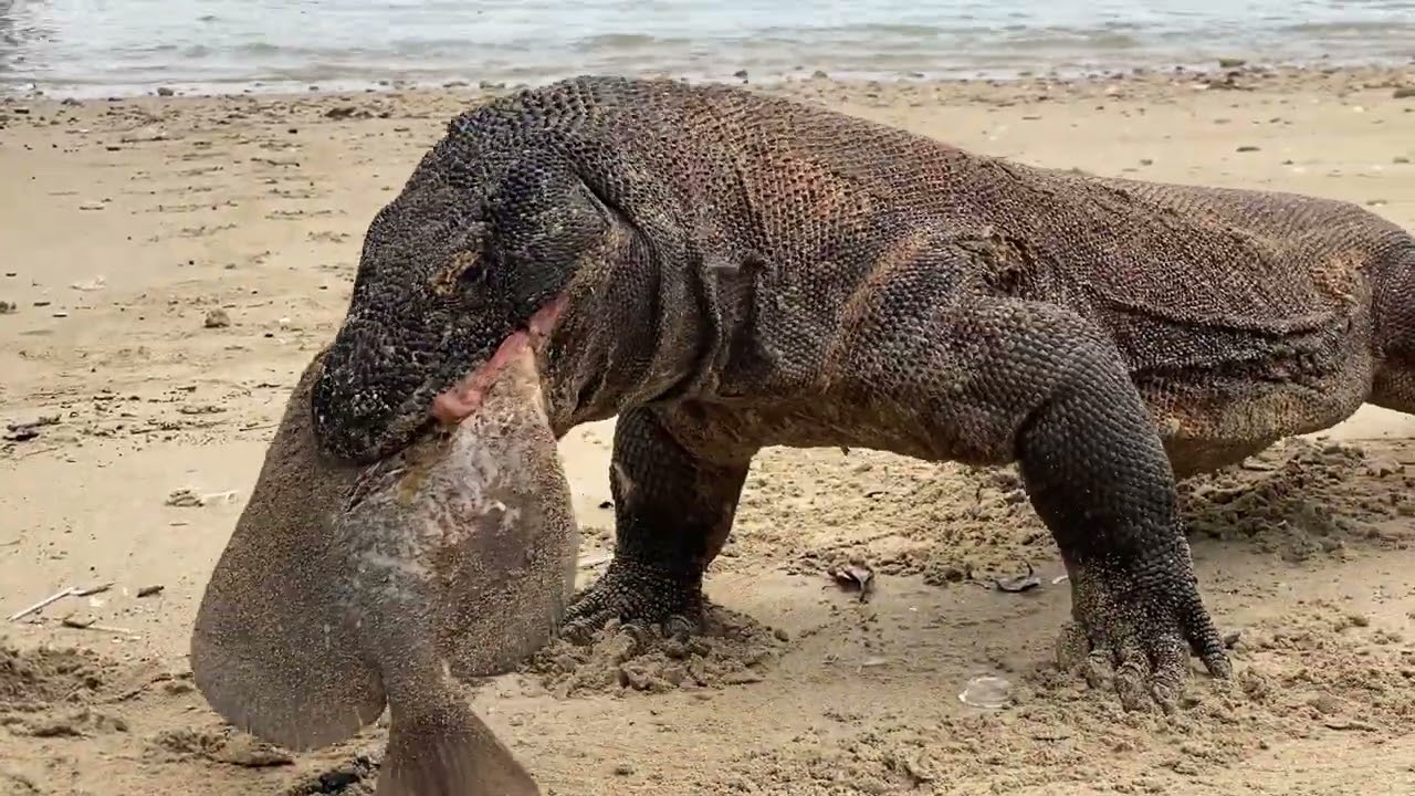 Komodo dragon catches fish on the beach