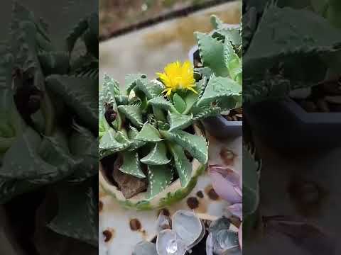 วีดีโอ: Faucaria Succulent Plants – เรียนรู้วิธีปลูกต้นกรามเสือ