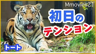 興奮して足を滑らせたアムールトラ「トート」円山動物園公開初日のテンション体重はトレーニングは浜松市動物園での暮らし~Amur tiger is excited through the glass