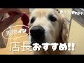 【体質改善】ごはんを見直して1年が経過しました‼️ゴールデンレトリバー烈