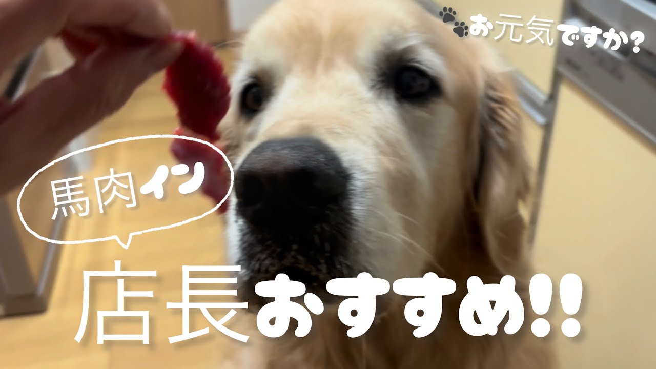 【体質改善】ごはんを見直して1年が経過しました‼️ゴールデンレトリバー烈