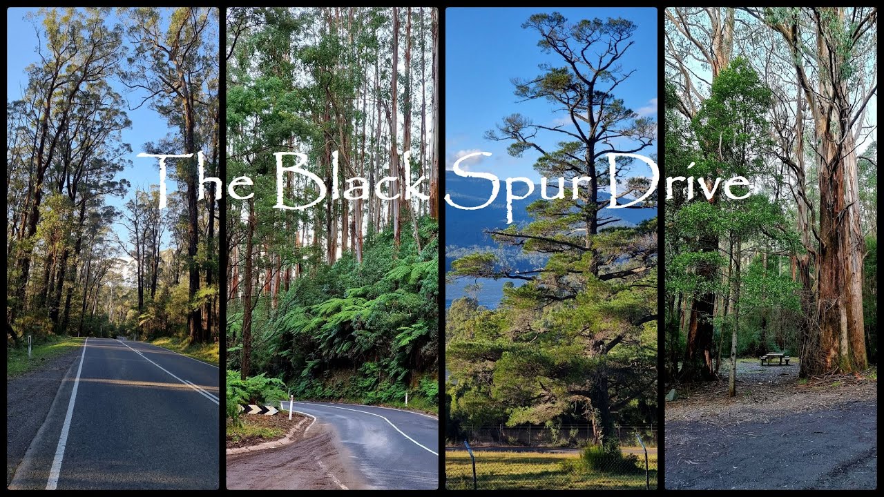 black spur drive road trip